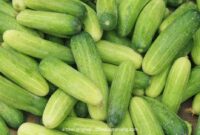 Kajian Minuman Botani Bunga Raya + Timun: Manfaat dan Khasiat